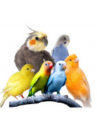 Aves