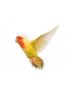 Juguetes Para Aves