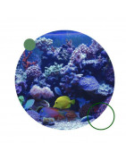 Aquarium keeping
