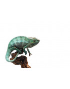 Reptiles