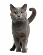 Gatos